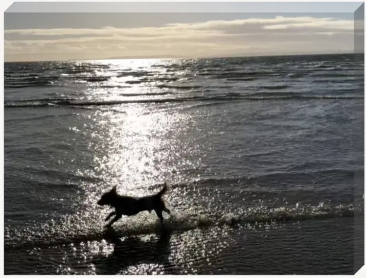 Walkies