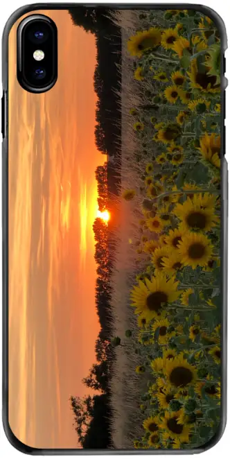 Sunflower Sunset